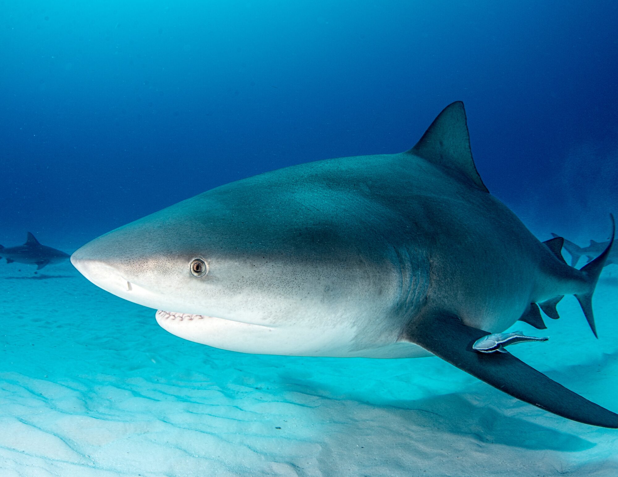 Bull shark scuba encounter in Cabo Pulmo