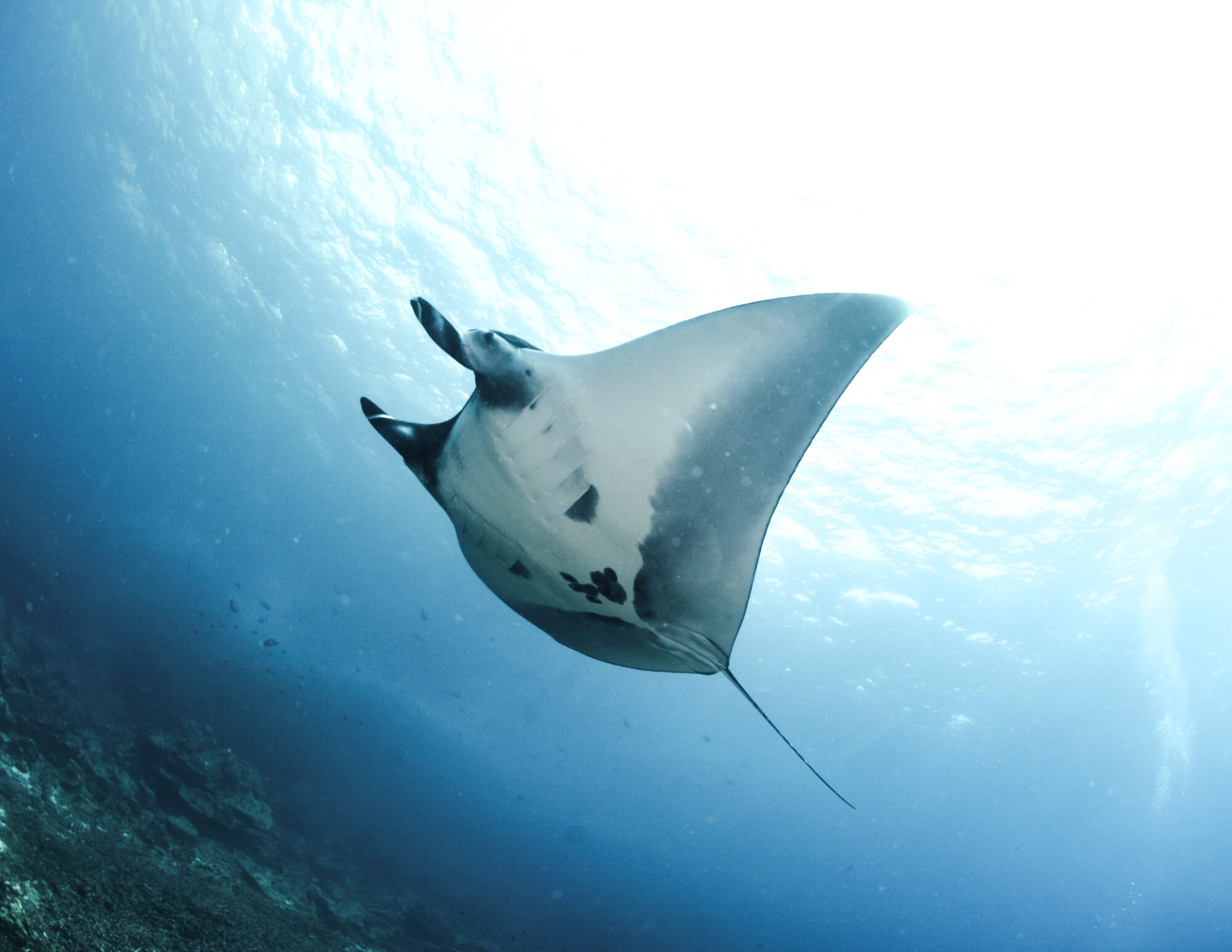 Manta ray scuba in the Sea of Cortez