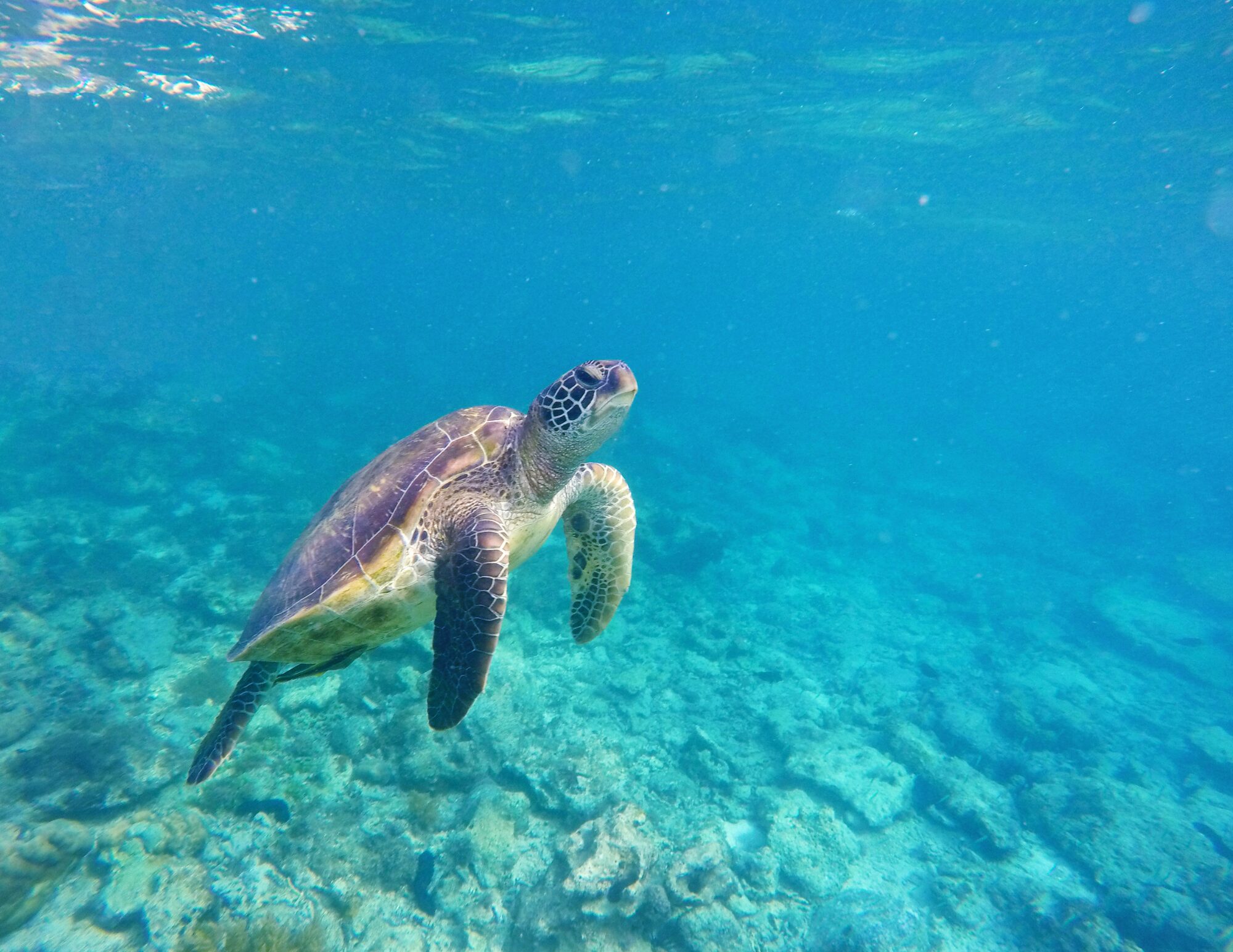 Sea turtle scuba in Baja California Sur