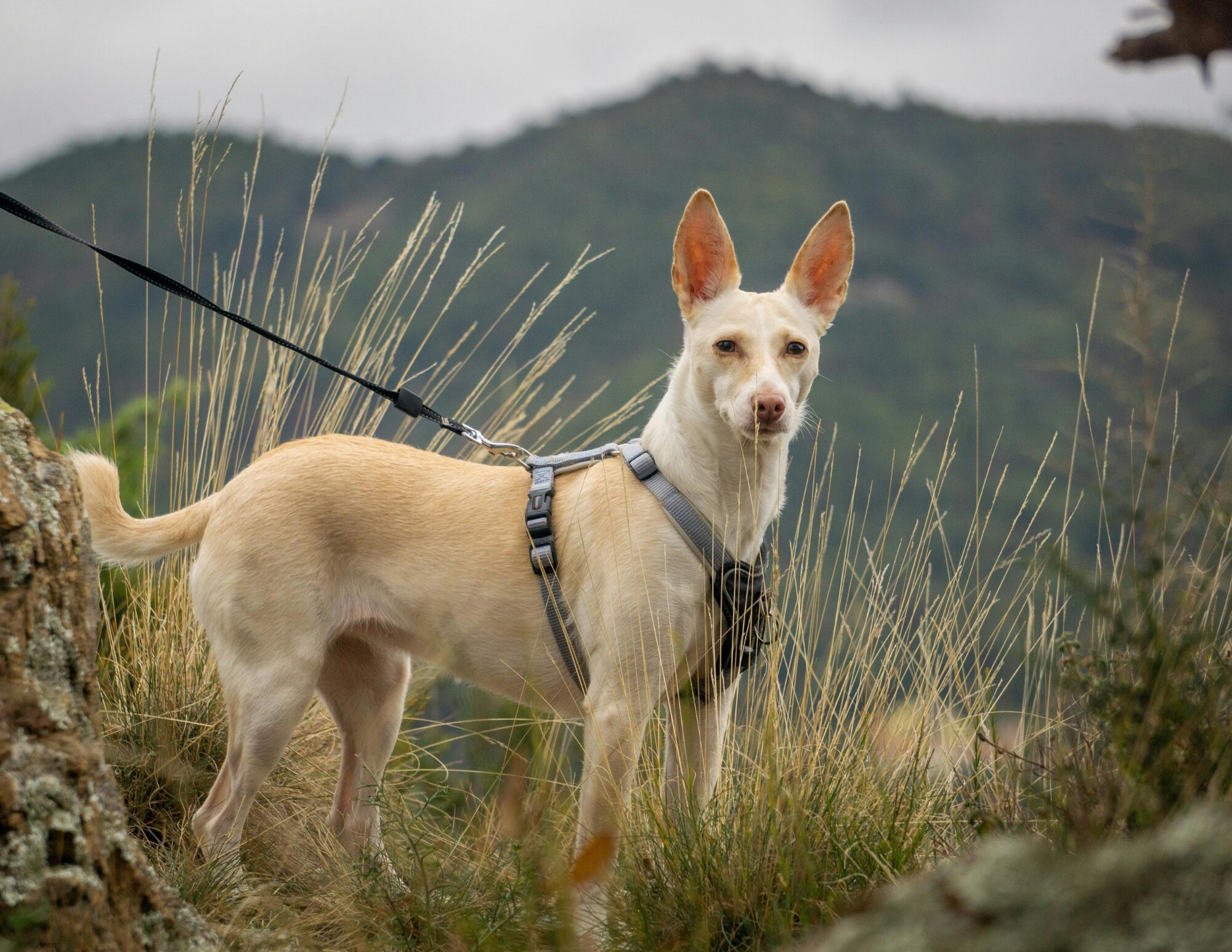 Wyoming high country
