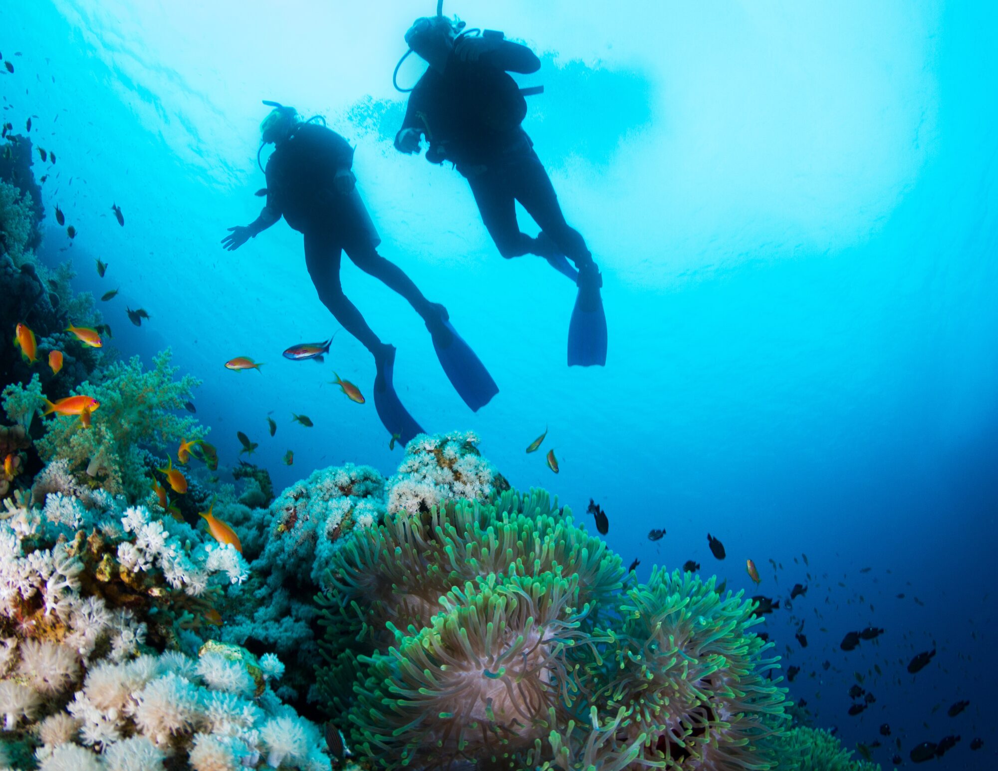 Divers in secluded Sea of Cortez location