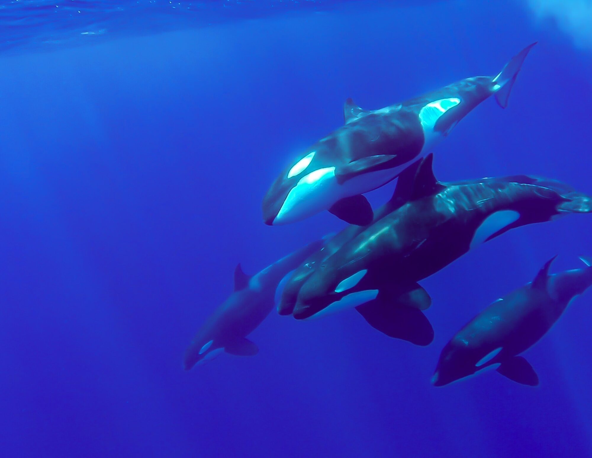 Orcas in Baja California Sur waters